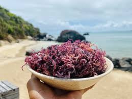 1.4oz Raw Organic Wildcrafted Purple Honduran Seamoss (unblended whole seaweed)